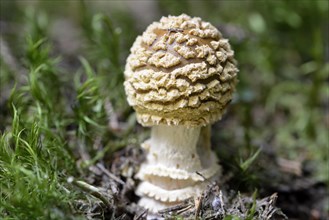 Royal fly agaric