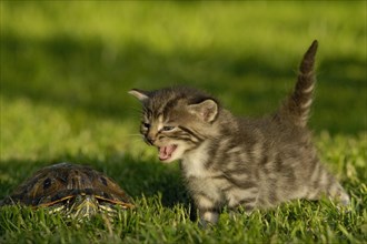 Tabby kitten hisses at a turtle