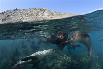 California sea lions