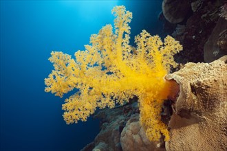 Yellow soft coral