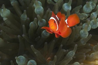 Spiny anemonefish