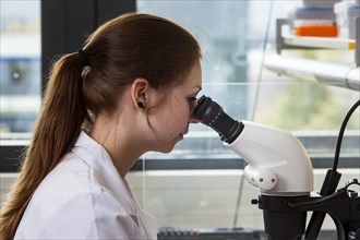 Biology student at the microscope at the Faculty of Biology in the University of Duisburg-Essen during research work