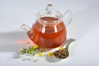 Potentilla erecta-Tea