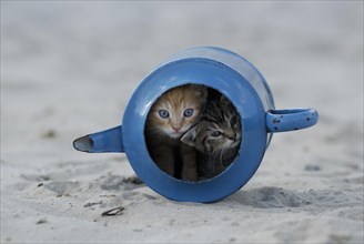 Blue enamel tabby kittens in old watering can