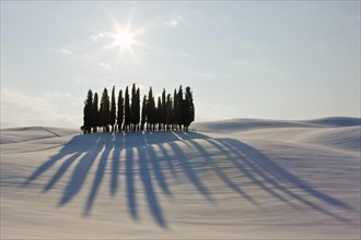 Cypress group in winter landscape