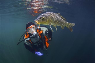 Diver with carp