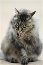 Norwegian Forest Cat cleaning paw