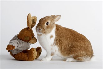 Dwarf rabbits and stuffed rabbits