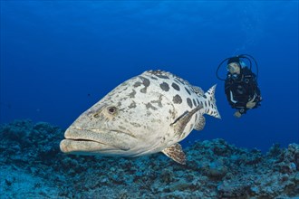 Diver and potato grouper