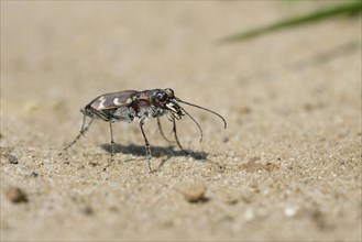 Dune Sand Beetle