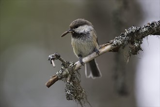 Grey-headed Chickadee