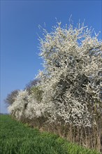 Flowering sloe hedge at the edge of the field