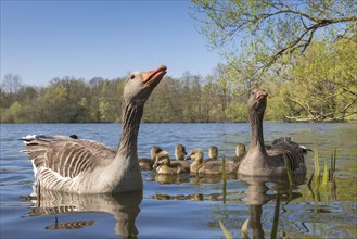 Greylag geese