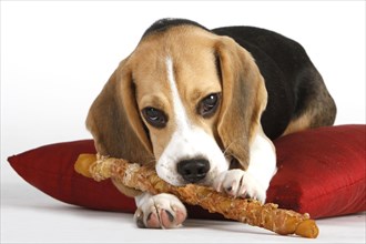 Beagle with chewing bone