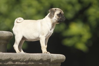 Pug