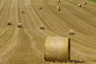 Straw bales on grain field