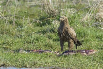 Male Lesser spotted eagle