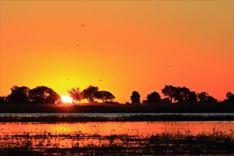 Chobe River at sunset