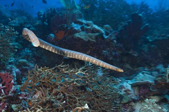 Flat-tailed sea snake