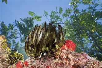 Feather star on reef top