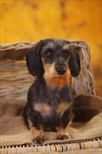 Dwarf grey hair dachshund