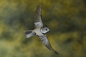 Crested tit