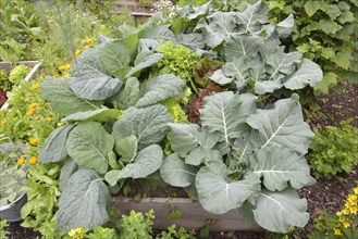 Vegetable patch with broccoli