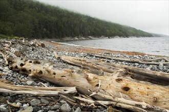 Driftwood