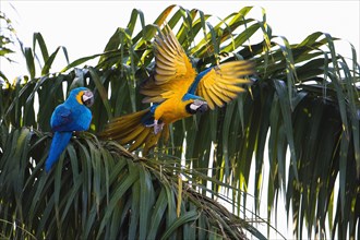 Blue and yellow macaw