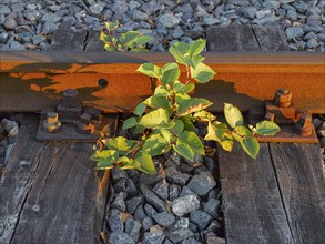 Old railway track