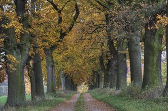 Avenue of oaks in autumn