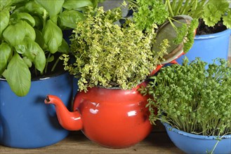 Various herbs in old bowls and cups