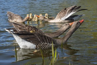 Greylag geese