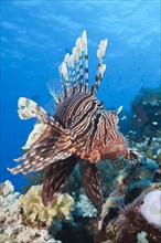 Lionfish over Coral Reef