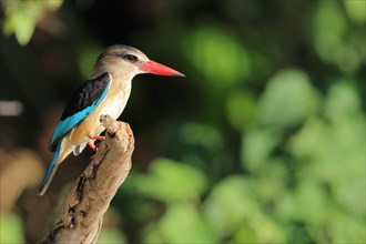 Brown-backed Kingfisher