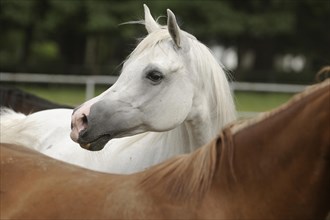 Arabian thoroughbred