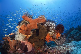 Various sponges on the reef