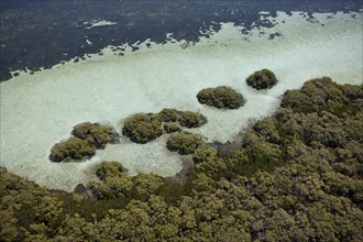 Mangroves on Stradbroke Island