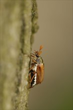 May bug on oak trunk