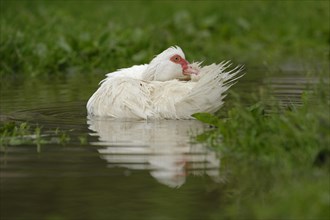 Native Muscovy Duck