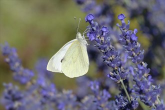Great cabbage white butterfly