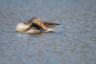 Greylag goose