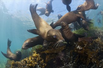 California sea lions