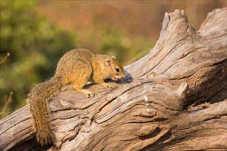 Ochre-footed bush squirrel
