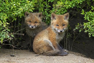 Two cute young red foxes