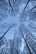Treetops of snowy beech forest against sky at blue hour