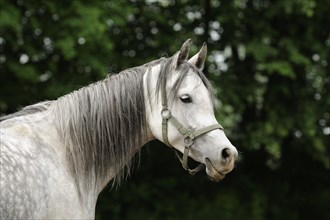 Arabian thoroughbred