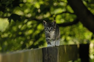 Mottled kitten on wooden fence