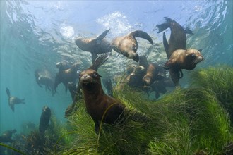 California sea lions