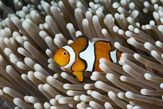 True clown anemonefish